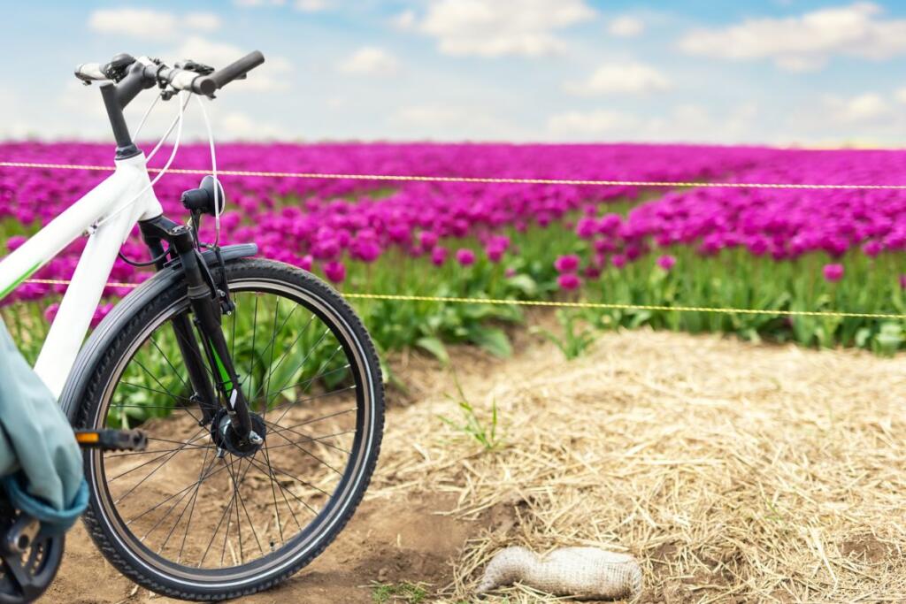 Bicicletta in campo di tulipani