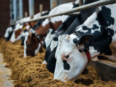 Bovini in un allevamento