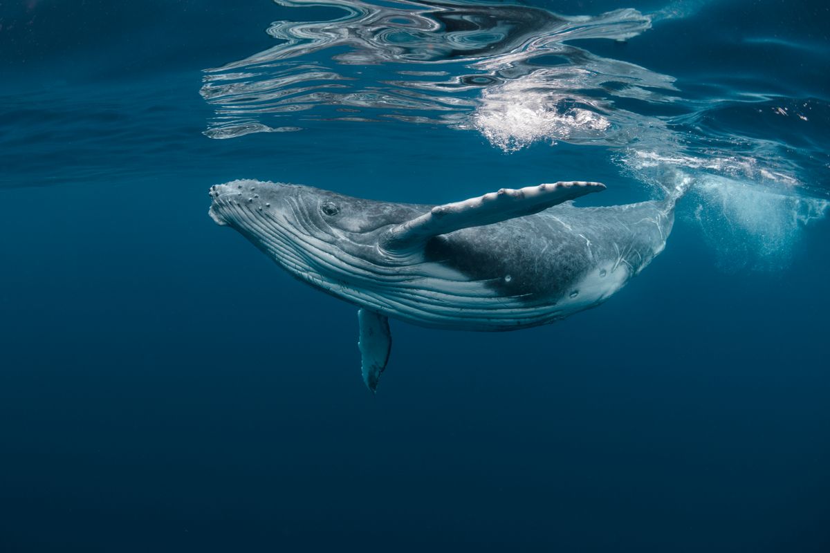 balena mare cetaceo