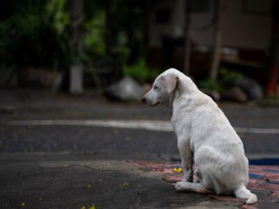 Cane abbandonato