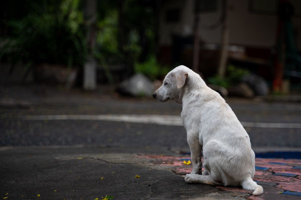 Cane abbandonato