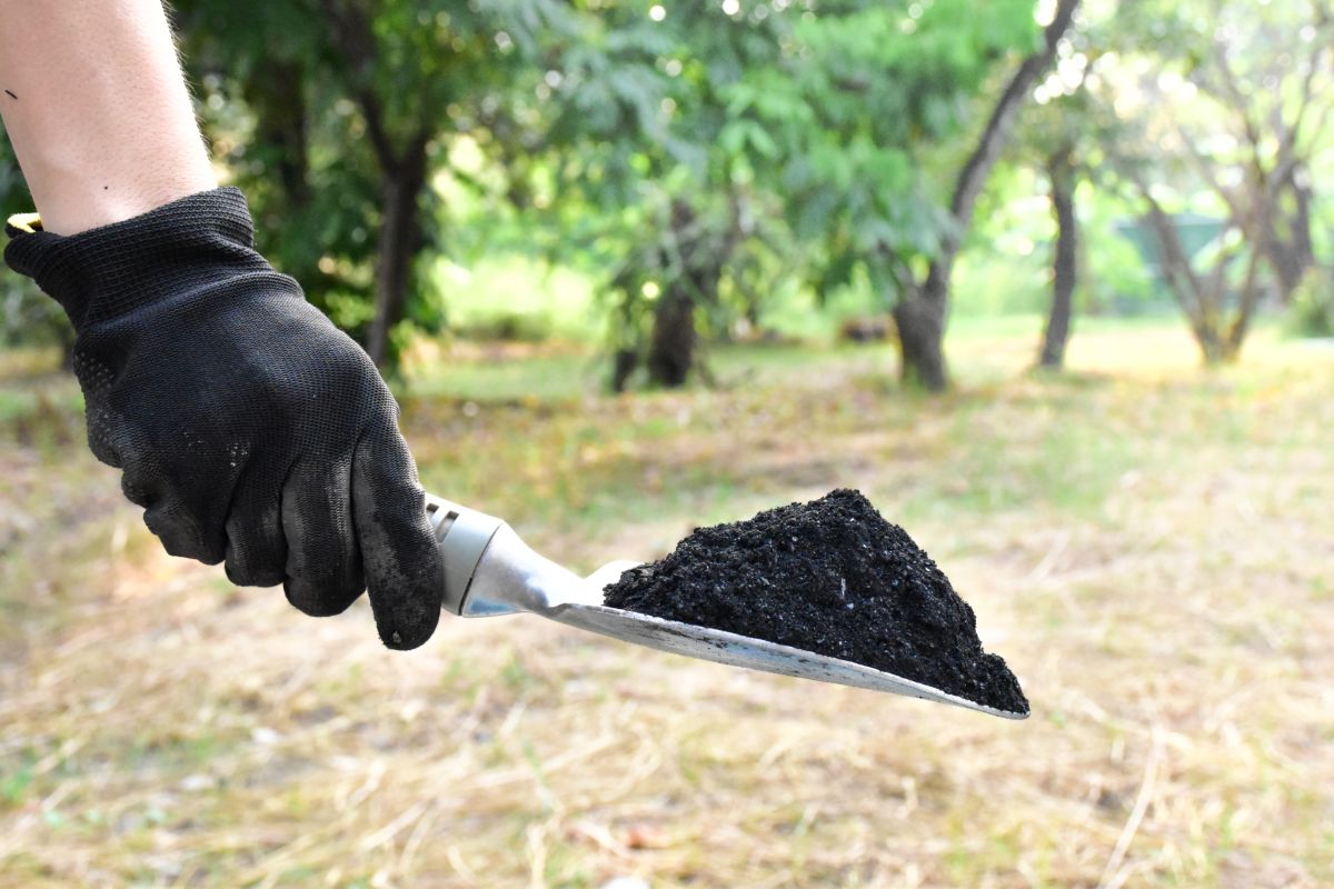 Fertilizzante Biochar su pala