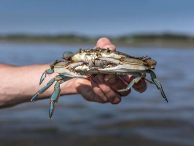 Un pescatore tiene in mano un granchio blu