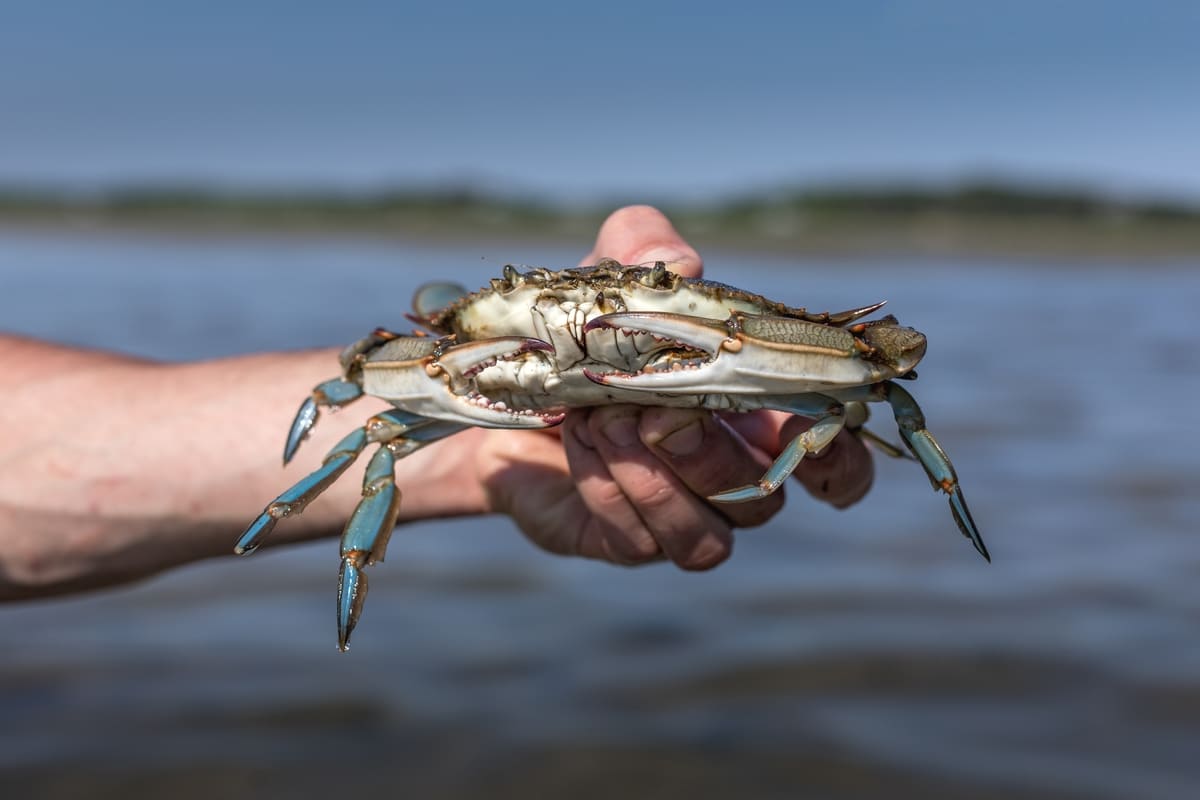 Un pescatore tiene in mano un granchio blu