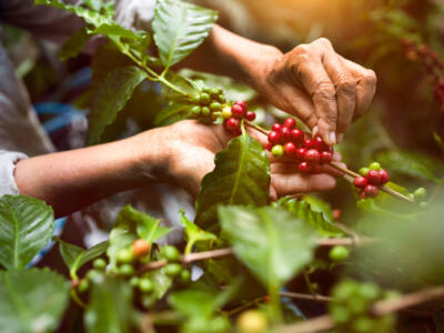 Il commercio equo e solidale conquista ancora gli italiani: spesi 518 milioni in prodotti Fairtrade