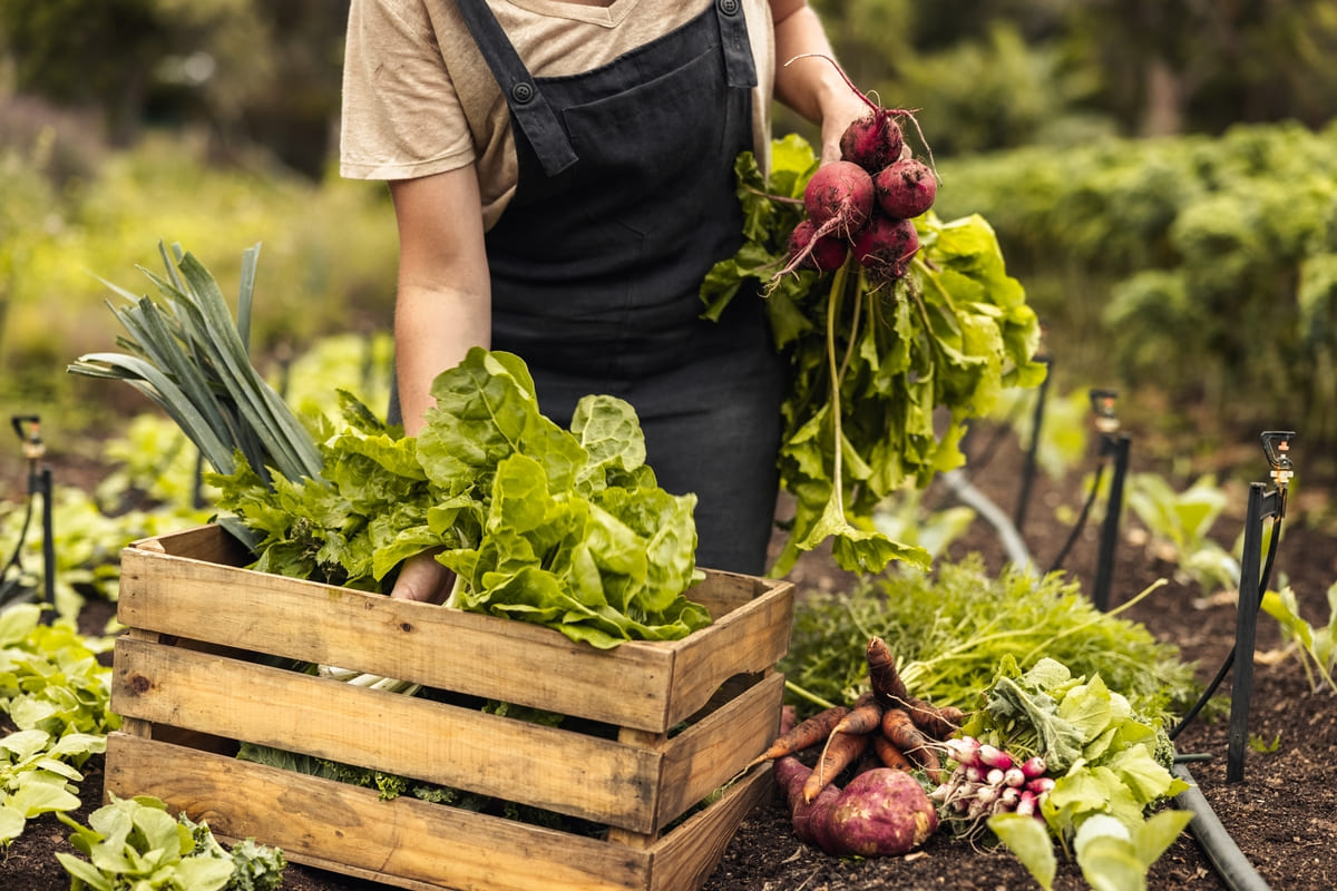 Una giovane agricoltrice raccoglie la verdura