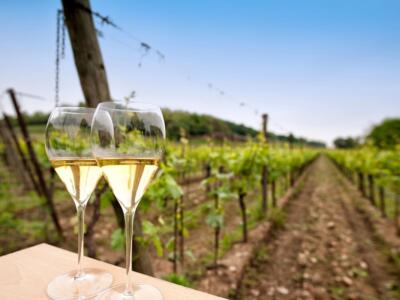 Quali sono i 24 vini italiani nella classifica Top 100 di Wine Spectator