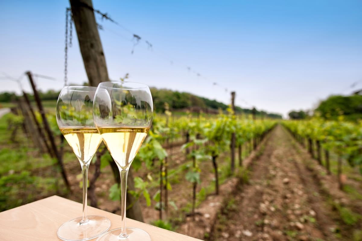 Calici di vino in vigna