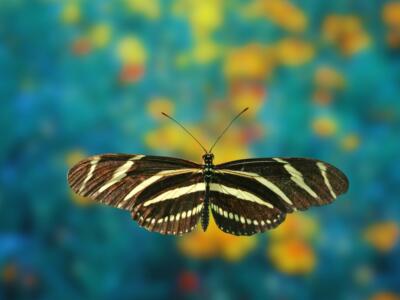 Una farfalla in volo