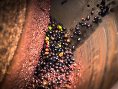 Un frantoio al lavoro per l'olio