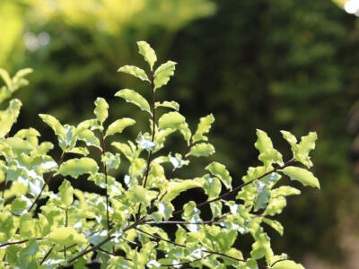 Una pianta di pittosforo