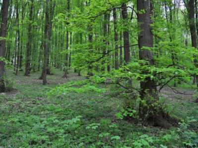 Una foresta di alberi