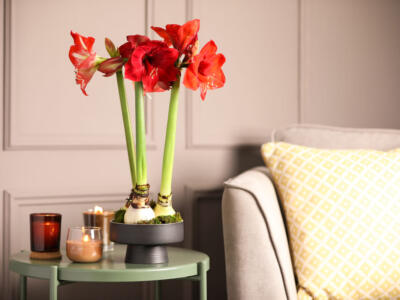 Fiori Amaryllis vaso in salotto