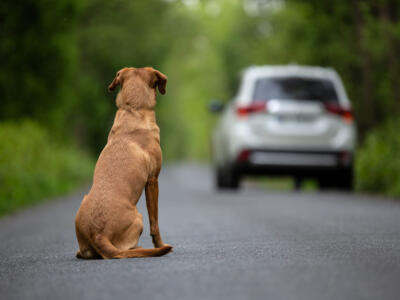 Un cane abbandonato per strada