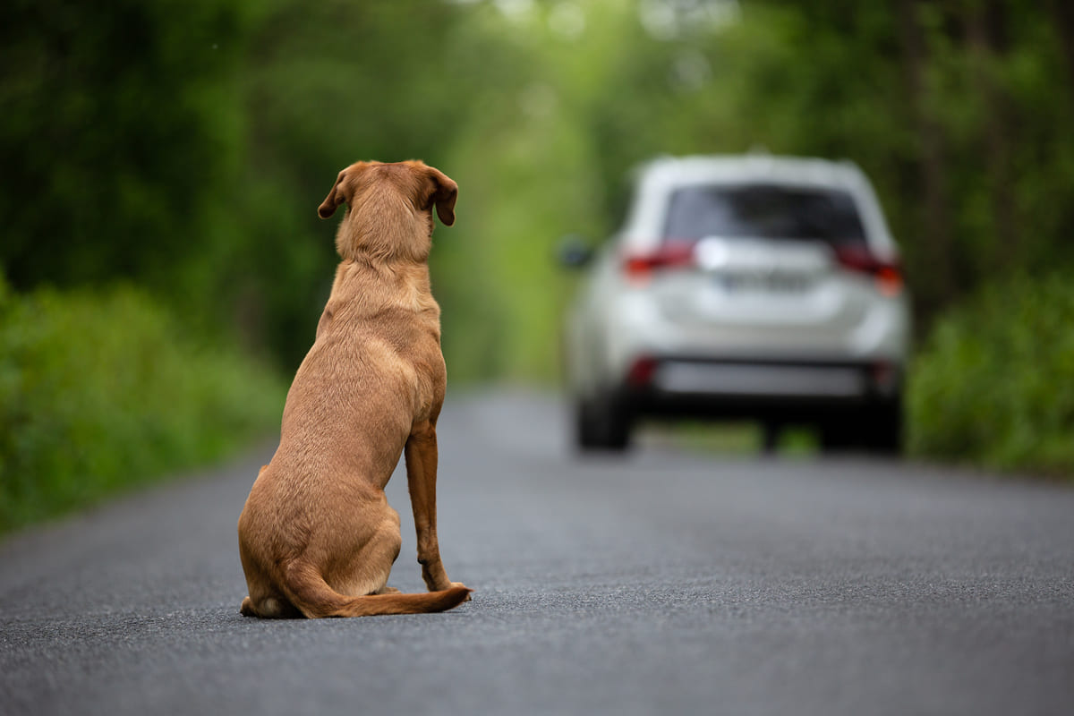 Un cane abbandonato per strada