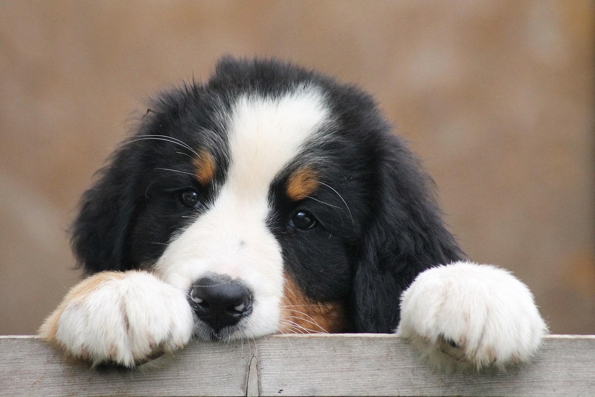 Un cucciolo di cane