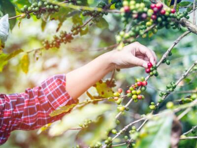 Una persona raccoglie bacche di caffè dalla pianta