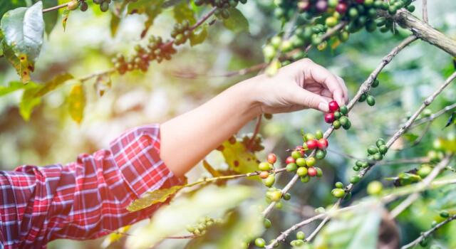 In Italia si torna a coltivare caffè: succede all&#8217;Orto Botanico di Palermo