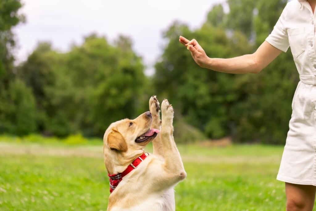 L’addestramento dei cani, fondamentale per evitare incidenti