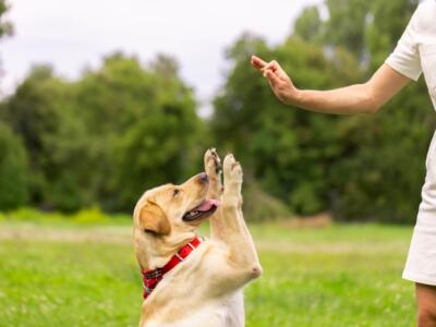 Addestramento dei cani