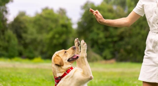 L&#8217;addestramento dei cani, fondamentale per evitare incidenti