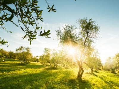 Un uliveto in Toscana