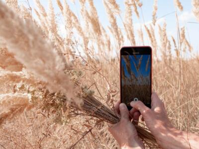 Una persona scatta una foto con un cellulare in un campo