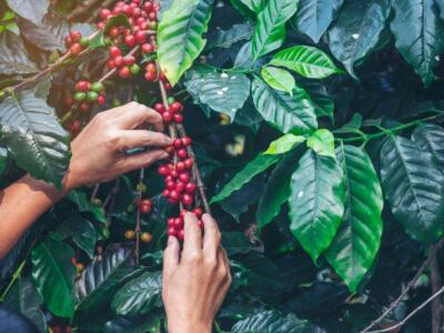 Un coltivatore raccoglie chicchi di caffè dalla pianta