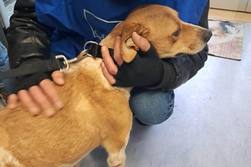 Il cane Blanco curato dai volontari dell'Opia