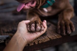 Un cane dà la zampa a un umano