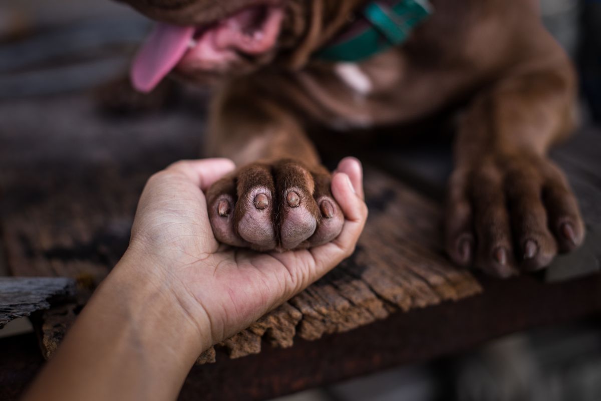 Un cane dà la zampa a un umano