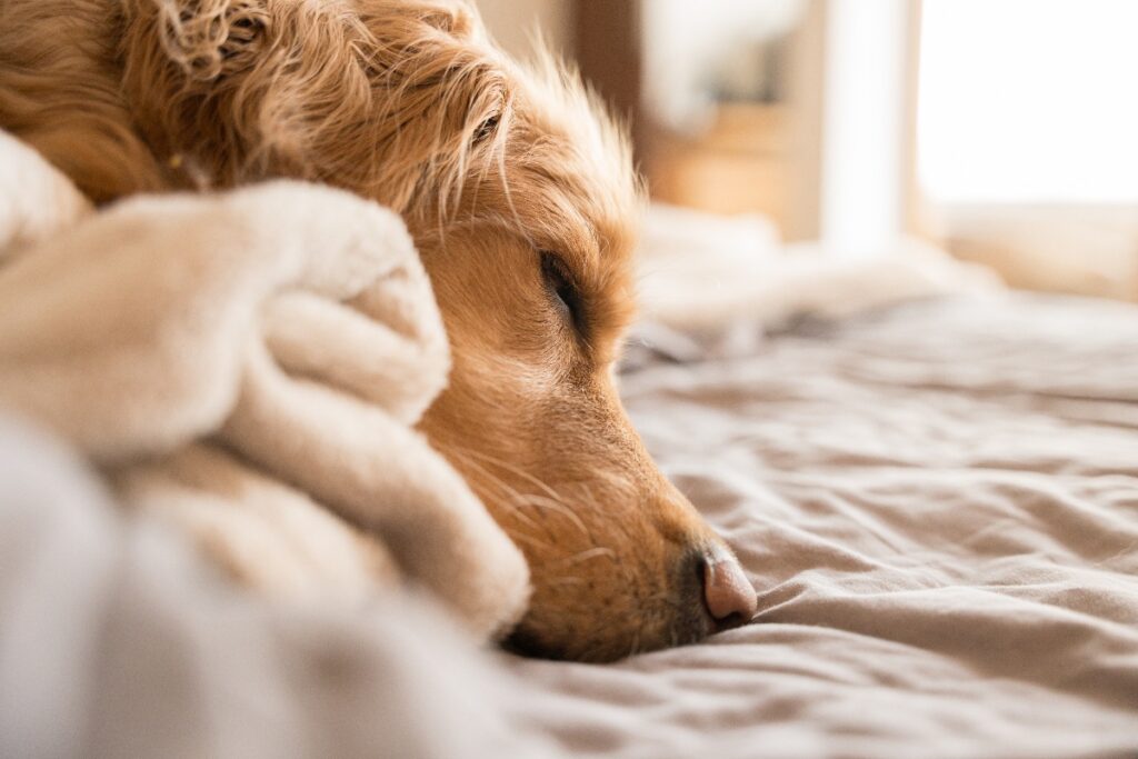 Nasce a Roma il primo ospedale veterinario pubblico d’Italia