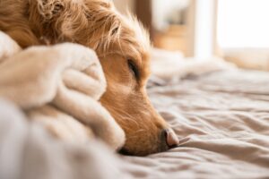 Un Golden Retriever dorme a letto