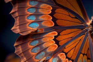 Il dettaglio dell'ala di una farfalla