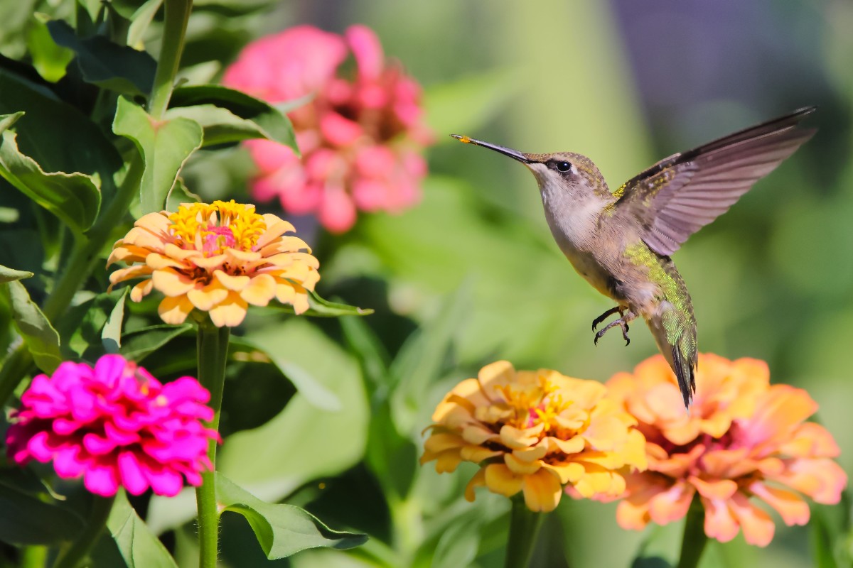 Colibrì su fiore