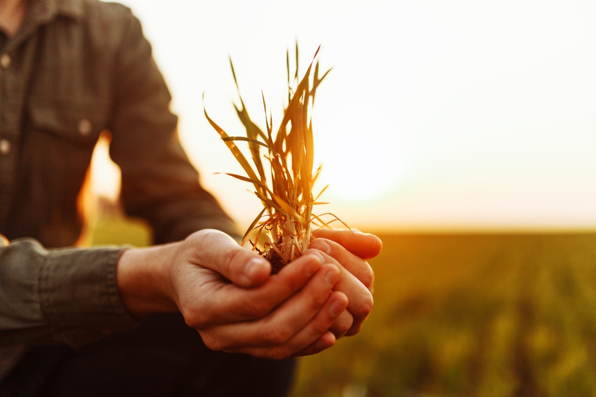 Un giovane agricoltore tiene tra le mani del grano in un campo