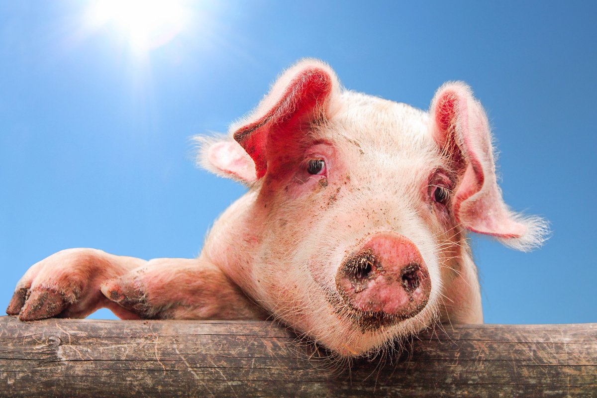 Un maiale su una staccionata