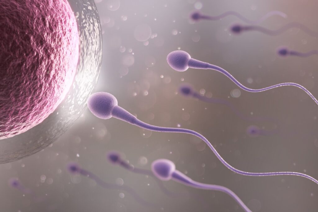 Spermatozoi