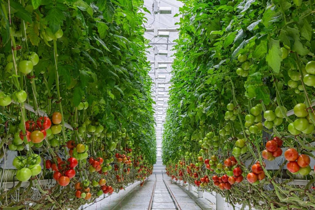 Coltivazione idroponica di pomodori