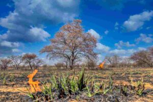 Questo animale minaccia l'ecosistema nazionale