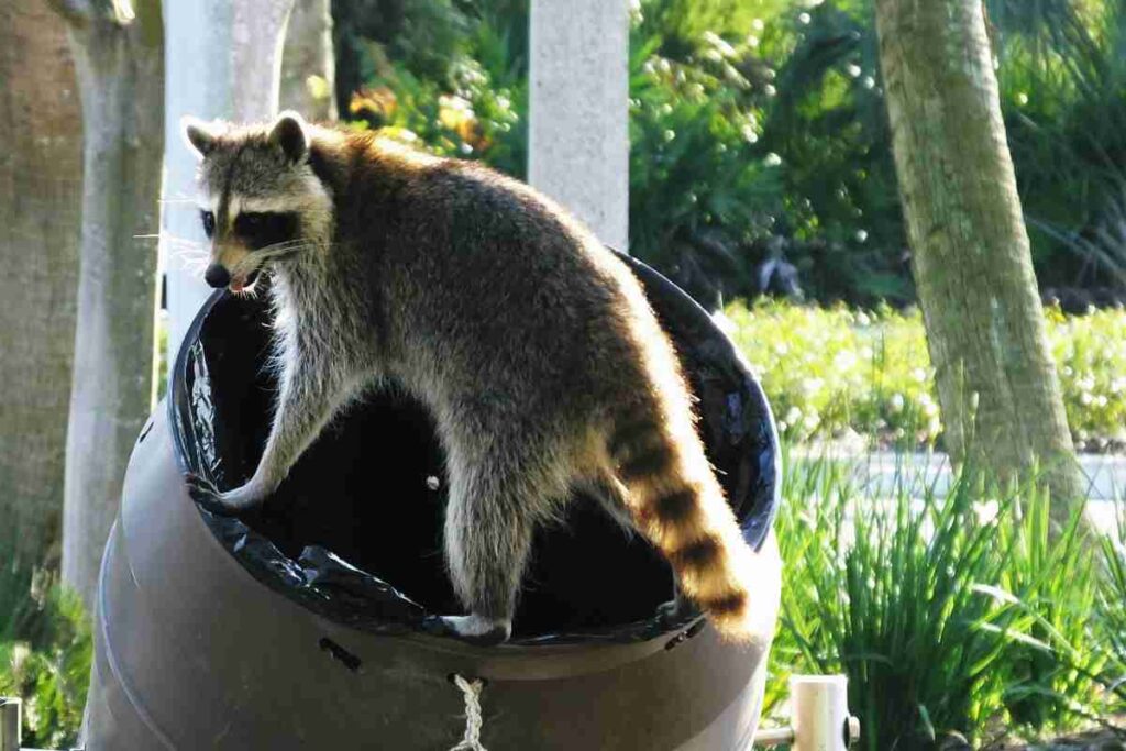 Questo animale minaccia l'ecosistema nazionale