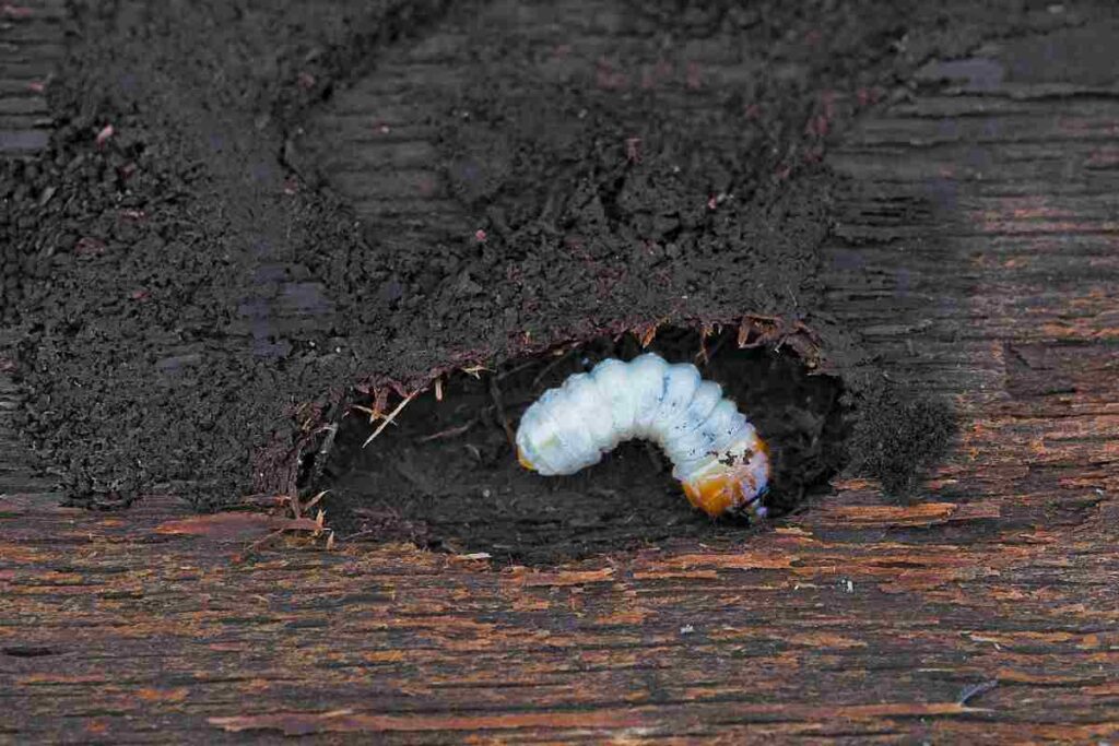 casa infestata tarlo