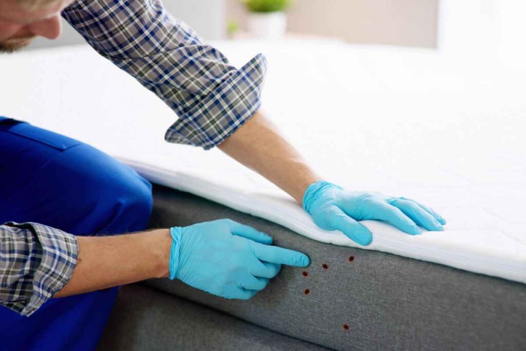 come allontanare le cimici in casa