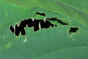 insetti che rovinano le piante