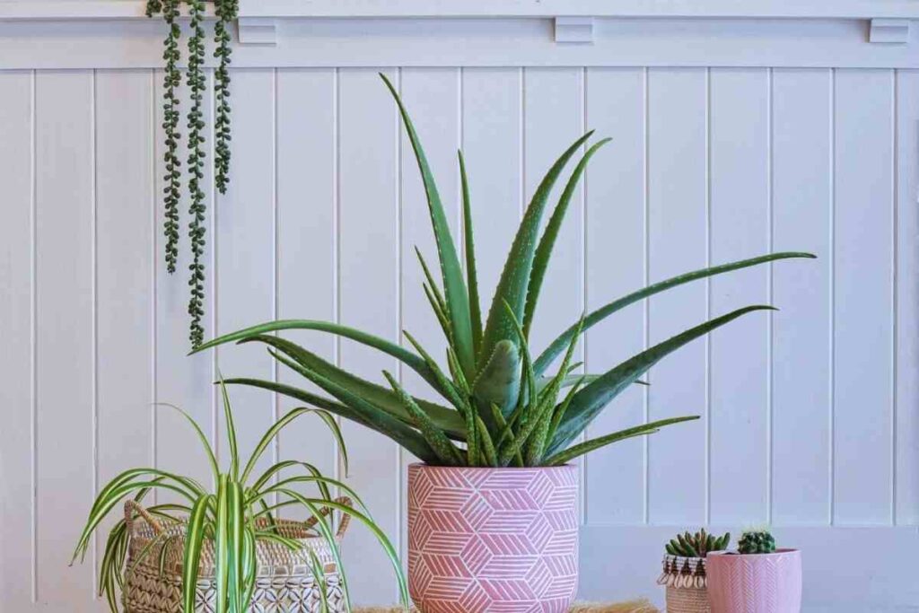 Le piante che aiutano a rispaermiare sul riscaldamento - leonardo.it