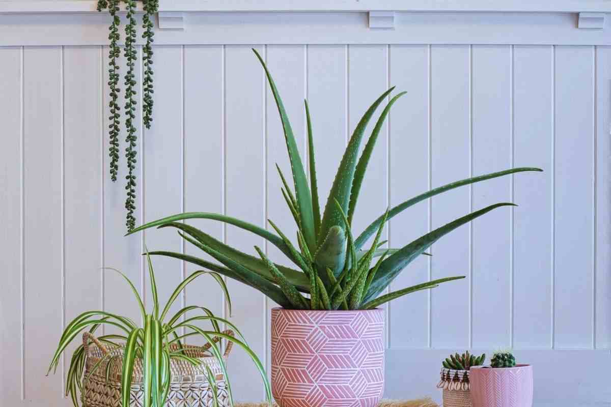 Le piante per risparmiare in bolletta